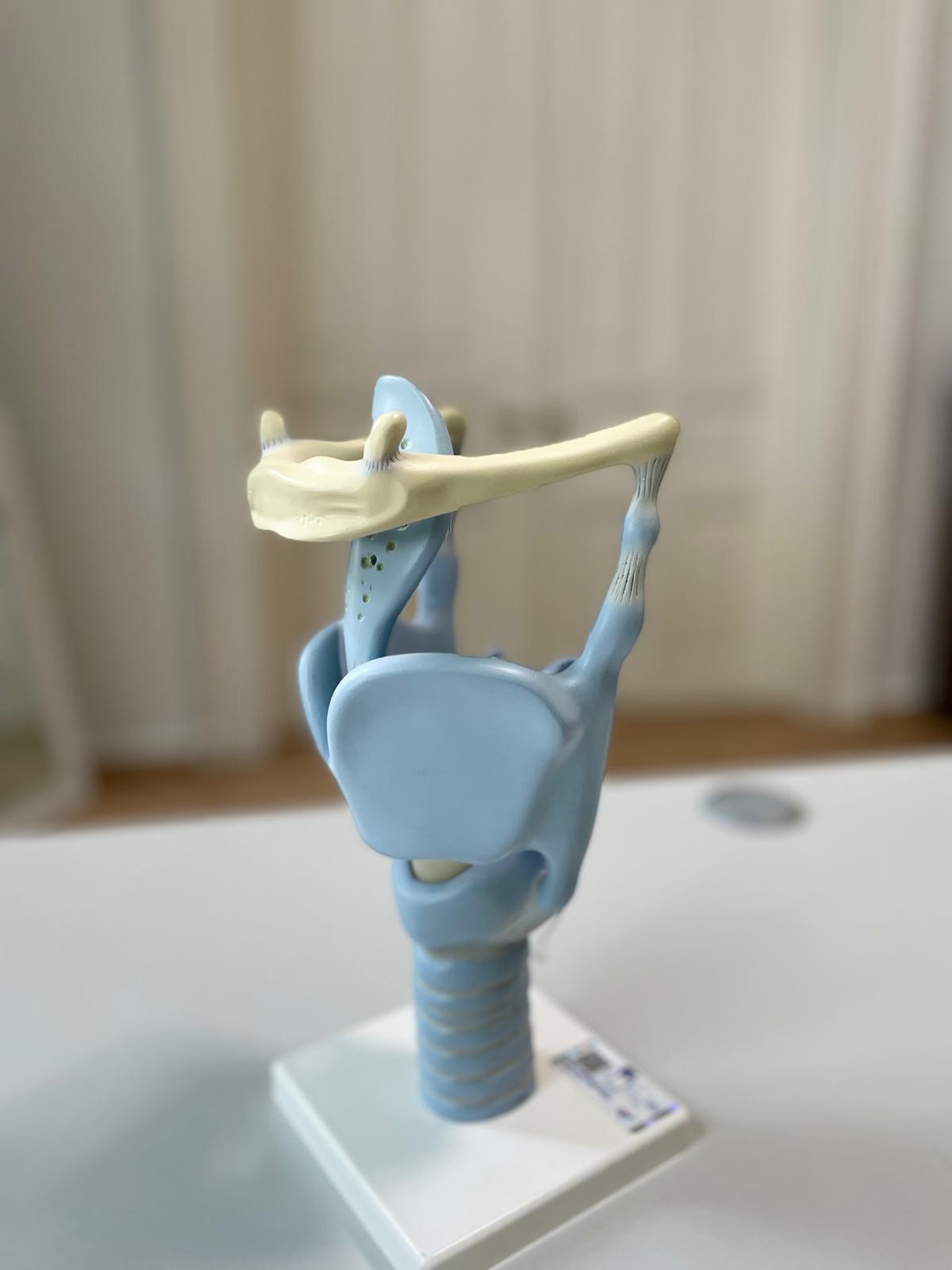 Organische Stimmstörung Organische Stimmstörung: Anatomisches Modell eines Kehlkopfes